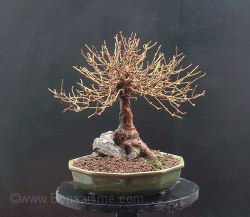 Repotting and Rootpruning Fuchsia Bonsai